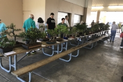 Trees on Display at auction