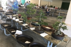Trees for auction