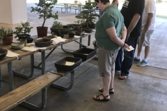 more trees on sale at silent auction