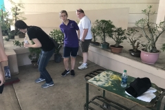 look at trees for auction