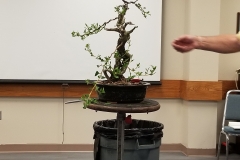 Ed Trout Bonsai Styling Demo at Club Meeting - 5