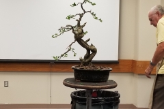 Ed Trout Bonsai Styling Demo at Club Meeting - 9