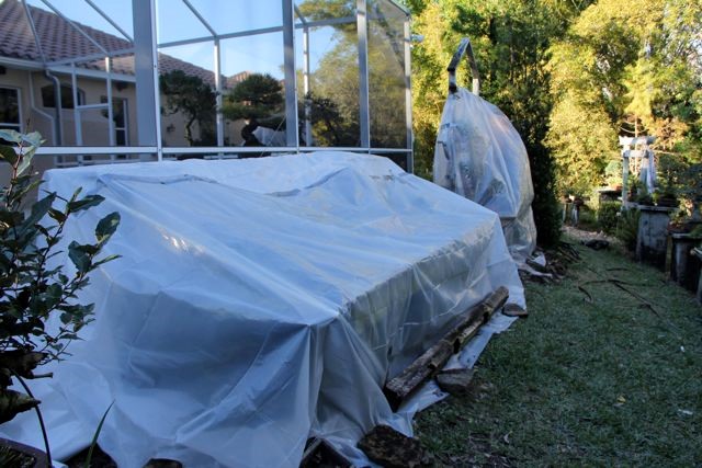Bonsai winter protection using tarps and plastic
