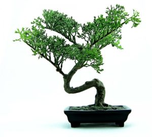 Shohin tree in bonsai pot