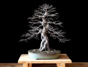 Well ramified deciduous elm in bonsai pot displayed on stand