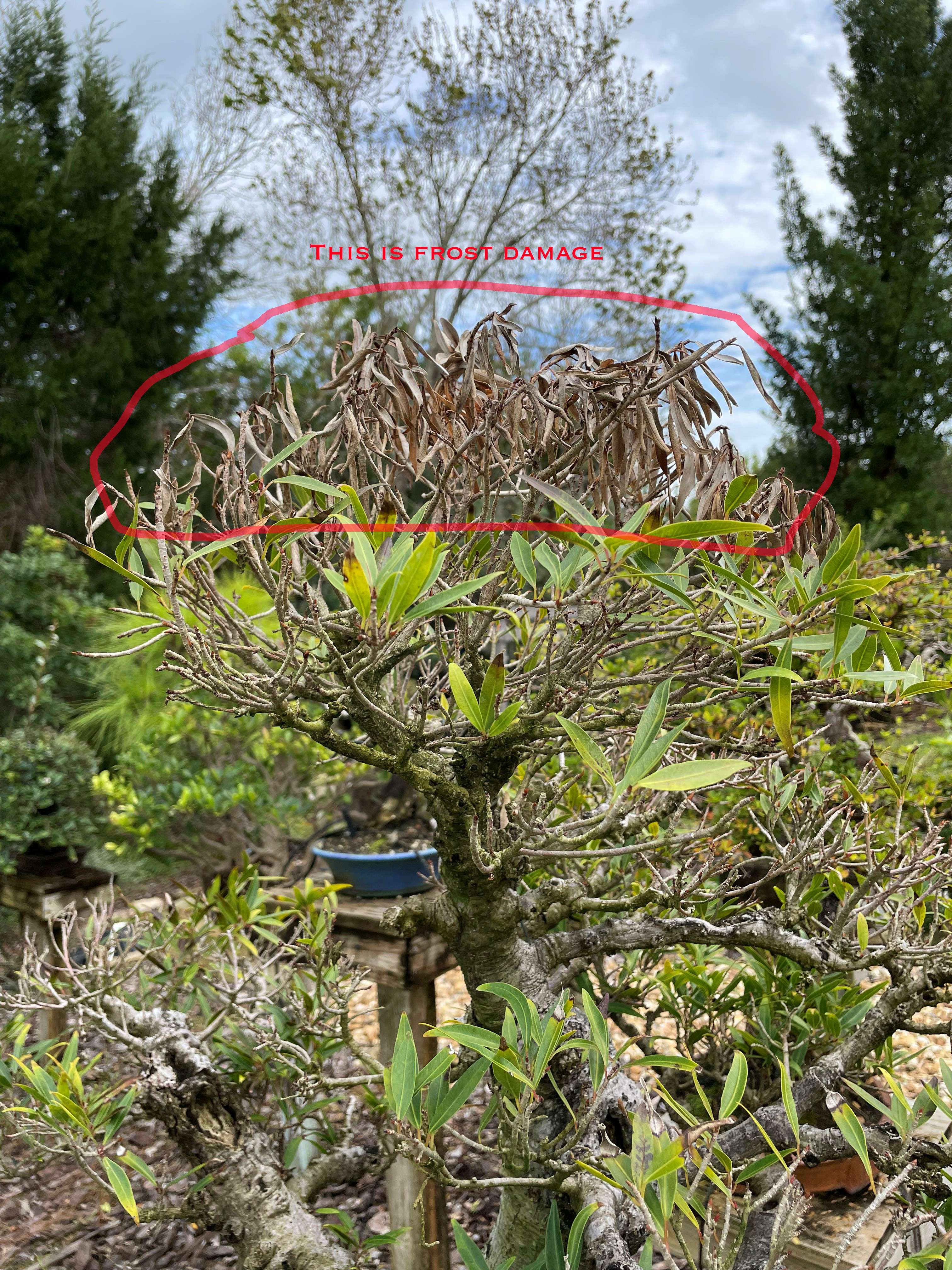 Frost Damage Example on a Buttonwood