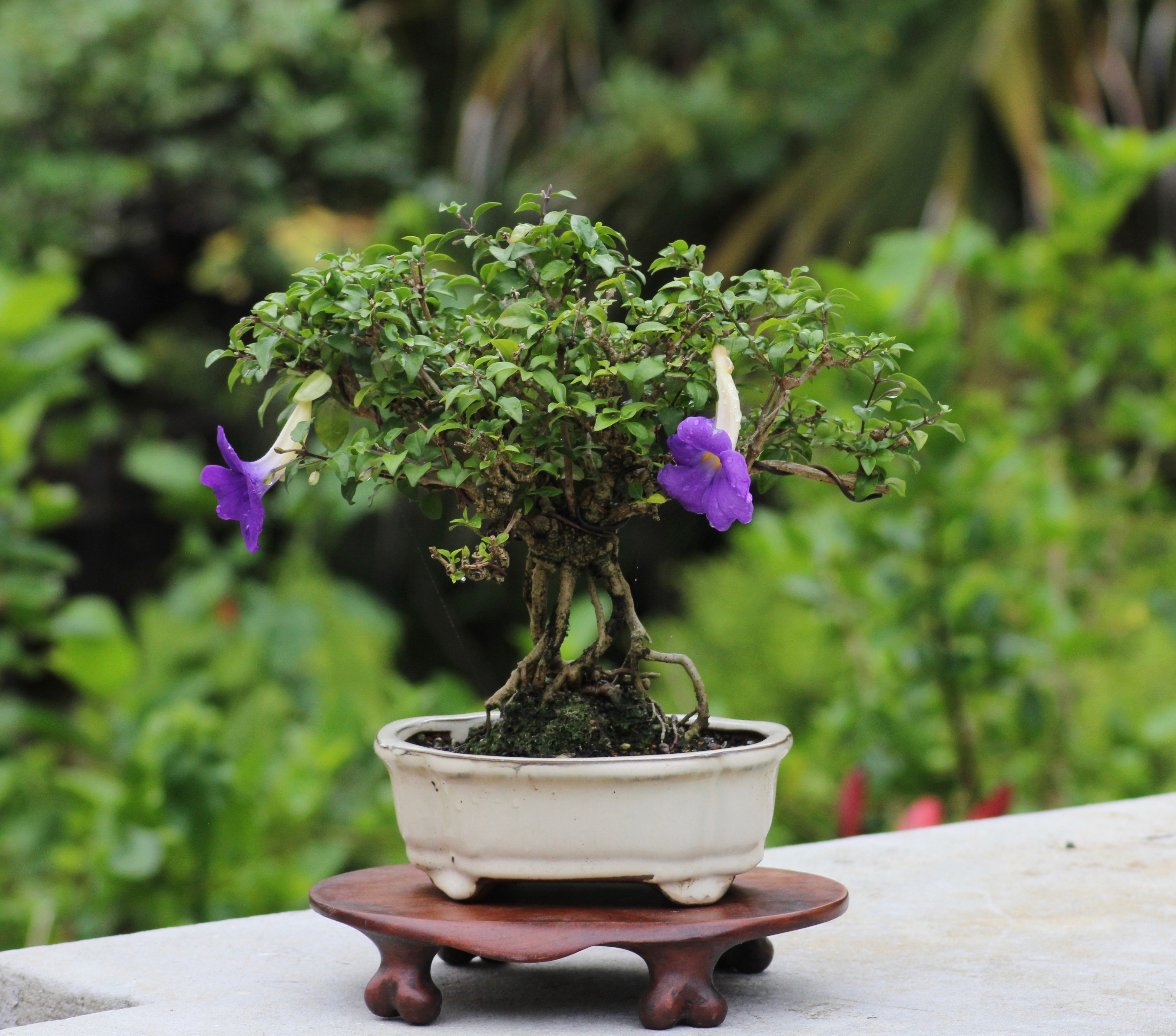 Bush Clock Vine (Thunbergia erecta) in bloom