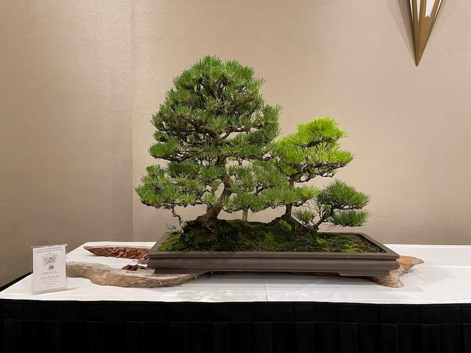 Black Pine Forest won Best Forest Planting at BSF Convention Kempinski