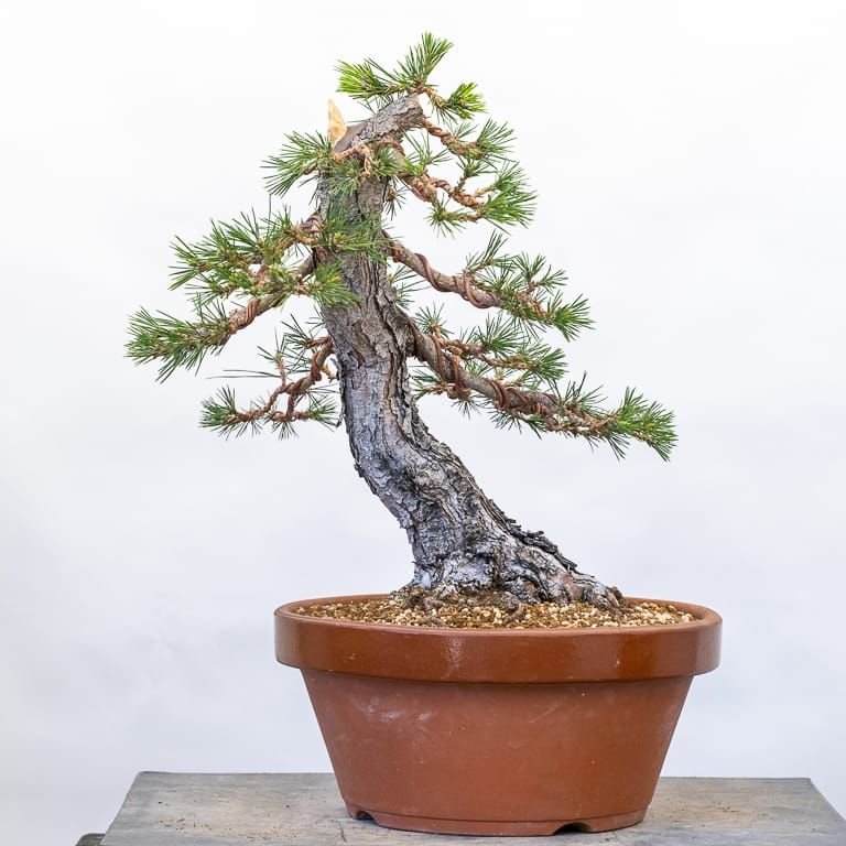 Black pine in refinement