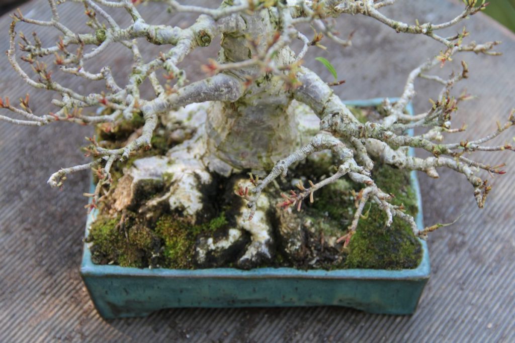 Willow Leaf Ficus (ficus salicaria) showing crowded roots in a pot