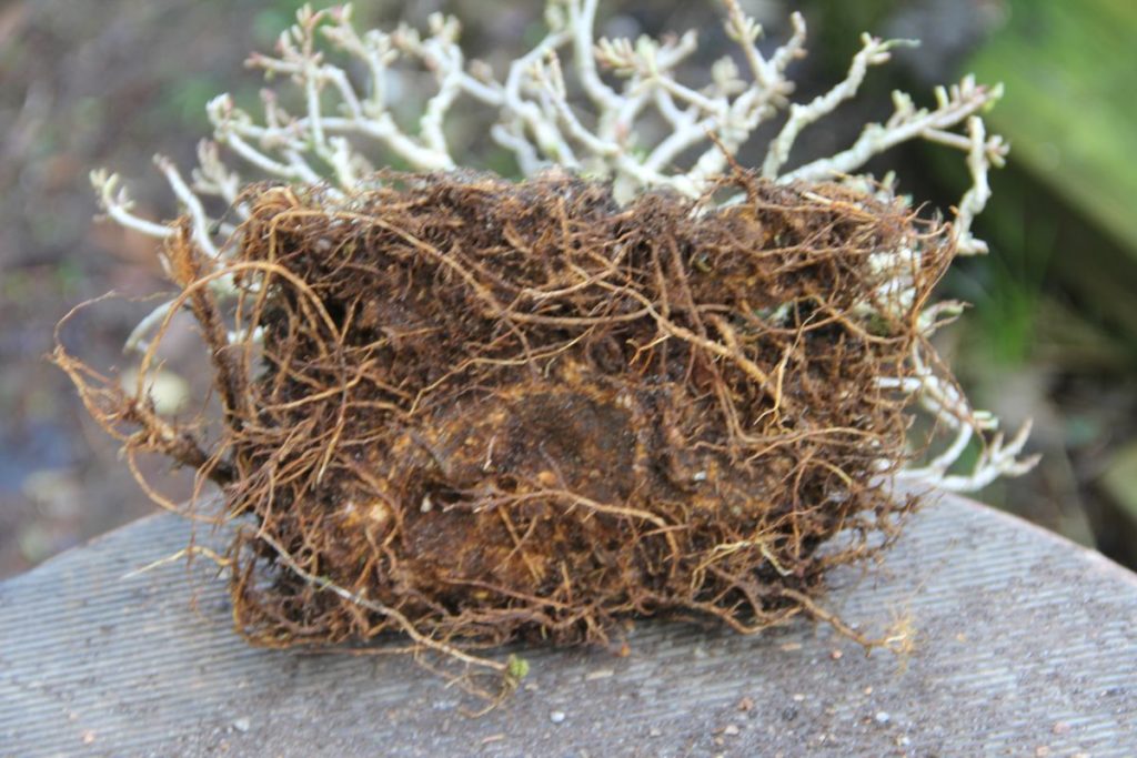 Willow Leaf Ficus (ficus salicaria) showing roots from bottom