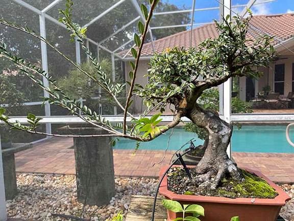 Chinese Elm, Ulmus parvifolia, prior to pruning showing sacrifice branch