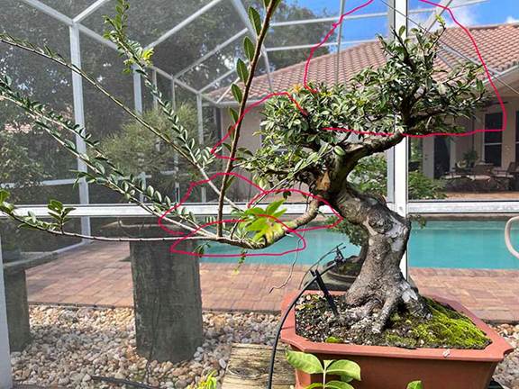 Red lines show future canopy for this chinese elm