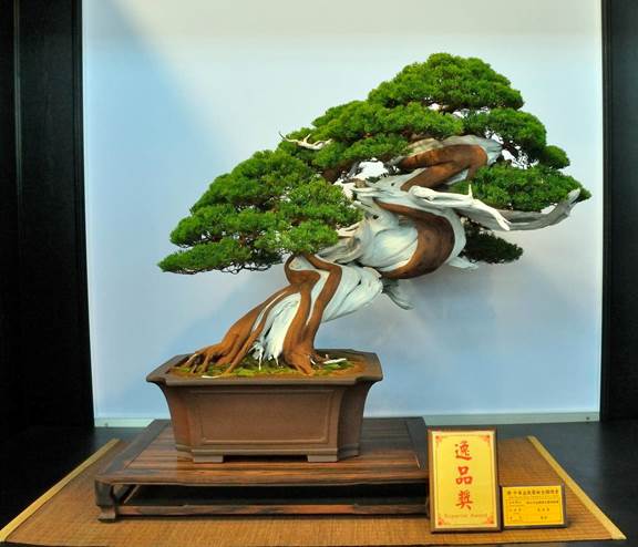 Chinese juniper grown from cutting won recent award at Hwa Fong 