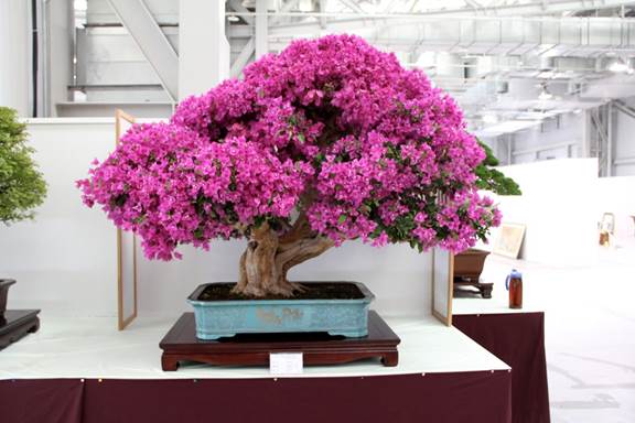 Paper Flower tree, bougainvillea glabra, at Hwa Fong Exhibition