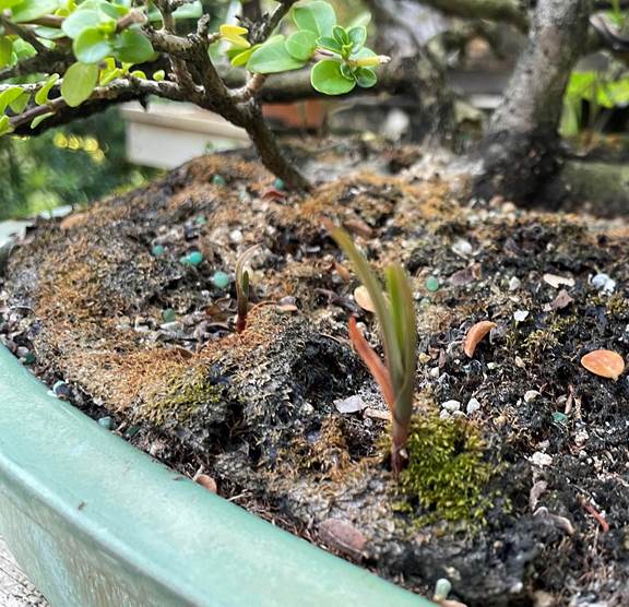 The two little sprouts in this bonsai Headache Tree are Lawn Orchids, Zeuxine strateumatica