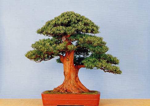 An amazing Buddhist Pine bonsai in Taiwan