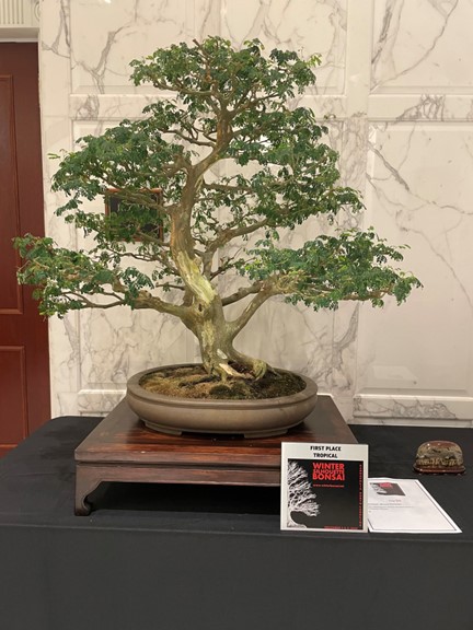 Bruce Hartman's large Brazilian Raintree in a Chinese pot