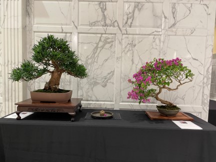 Buddhist Pine welcomed viewers to this display. Note the floating bougy bract in the water basin.