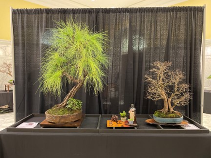  Slash Pine, Pinus elliottii “Cousin It” on the left is a native Florida tree in a pot by Ron Lang