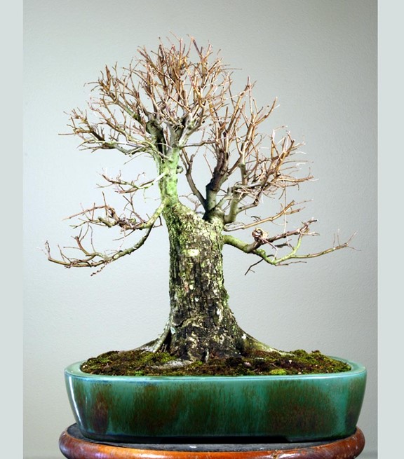 Florida Elm as the broom style in a Tokonme pot. About 20 inches tall.