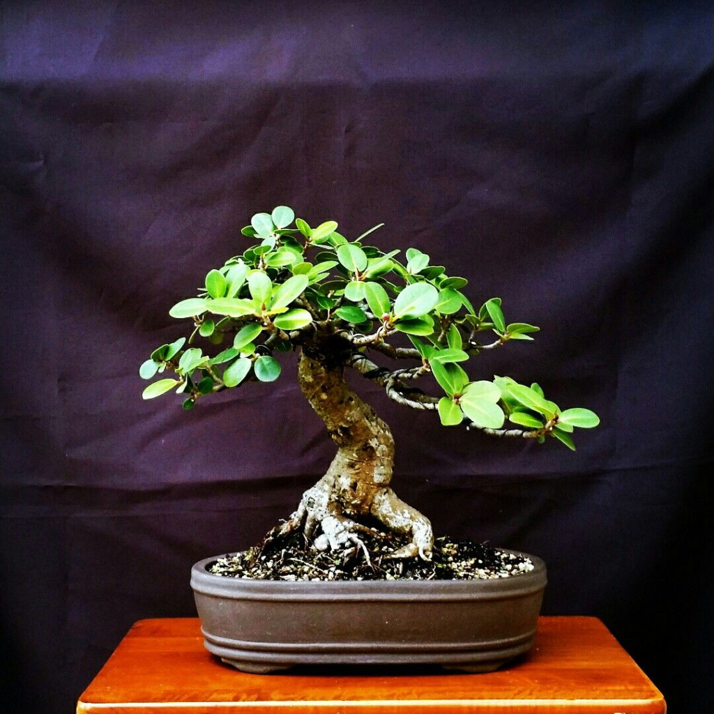 Green Island Ficus