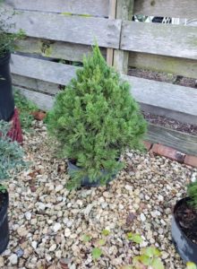 Hollywood Juniper: Juniperus chinensis "torolusa"