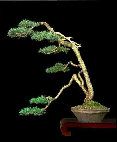 Example Lingnam style bonsai