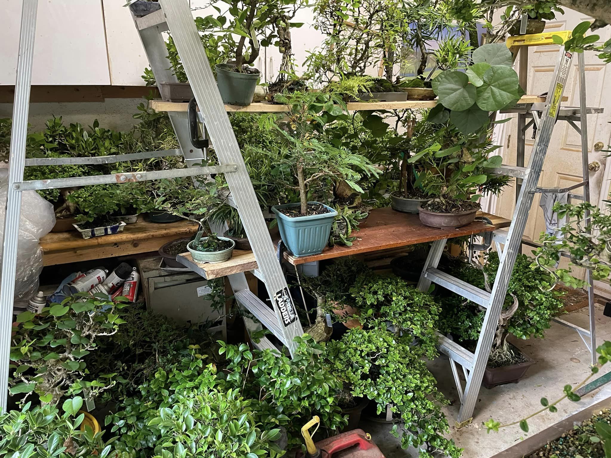 Fall Color | Bonsai Society of Brevard